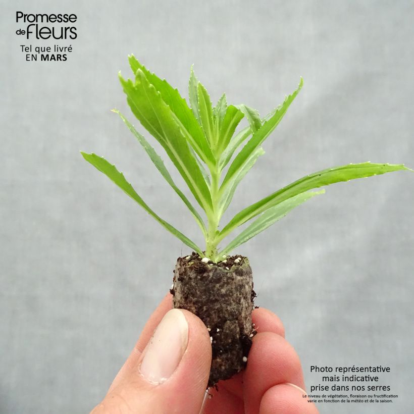 Exemplaar van Angelonia Angelface Carrara White - Zomerleeuwenbek Mini-mot Ø 1,5/2,5 cm zoals geleverd in de lente