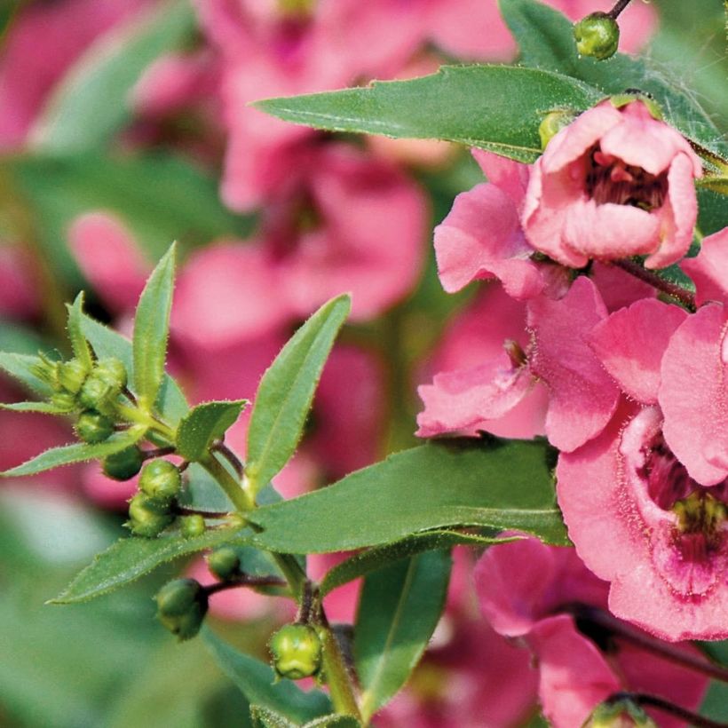 Angelonia Angelface Pink - Zomerleeuwenbek (Blad)