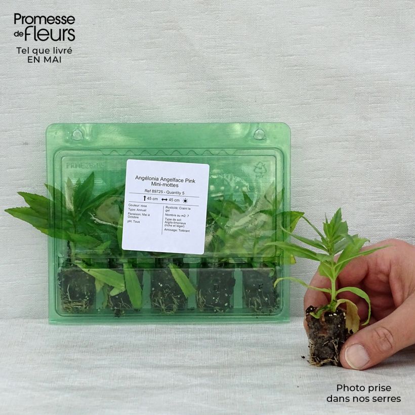Exemplaar van Angelonia Angelface Pink - Zomerleeuwenbek Mini-mot Ø 1,5/2,5 cm zoals geleverd in de lente