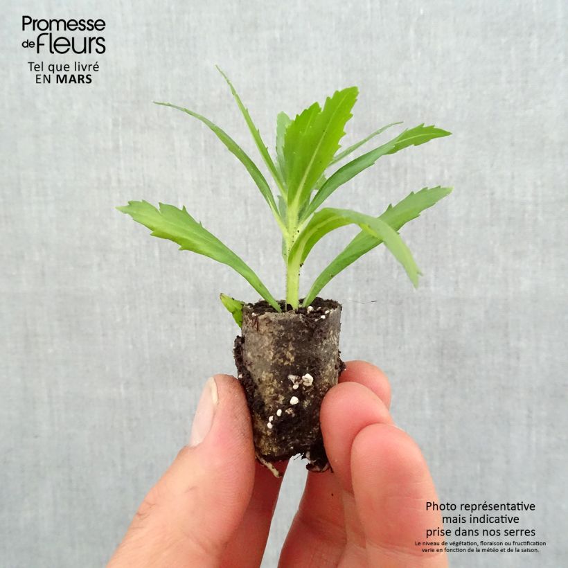 Exemplaar van Angelonia Angelface Wedgewood Blue - Zomerleeuwenbek Mini-mot Ø 1,5/2,5 cm zoals geleverd in de lente