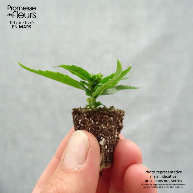 Exemplaar van Angelonia Archangel Cherry Red - Zomerleeuwenbek Mini-mot Ø 1,5/2,5 cm zoals geleverd in de lente