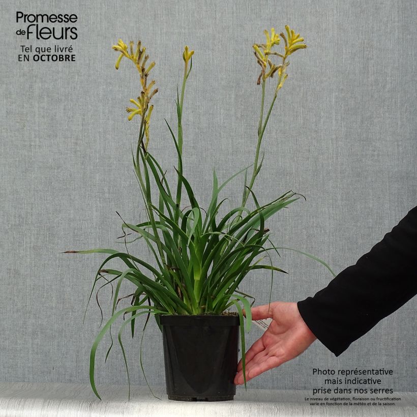 Exemplaar van Anigozanthos Bush Bonanza - Kangoeroepoot Pot van 2 l/3 l zoals geleverd in de herfst