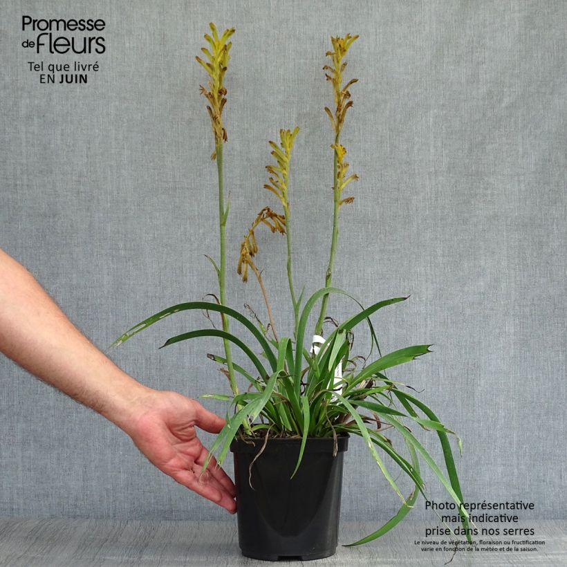 Exemplaar van Anigozanthos Bush Bonanza - Kangoeroepoot Pot van 2 l/3 l zoals geleverd in de zomer