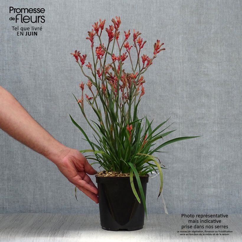 Exemplaar van Anigozanthos Bush Inferno - Kangoeroepoot Pot van 3 l/4 l zoals geleverd in de zomer