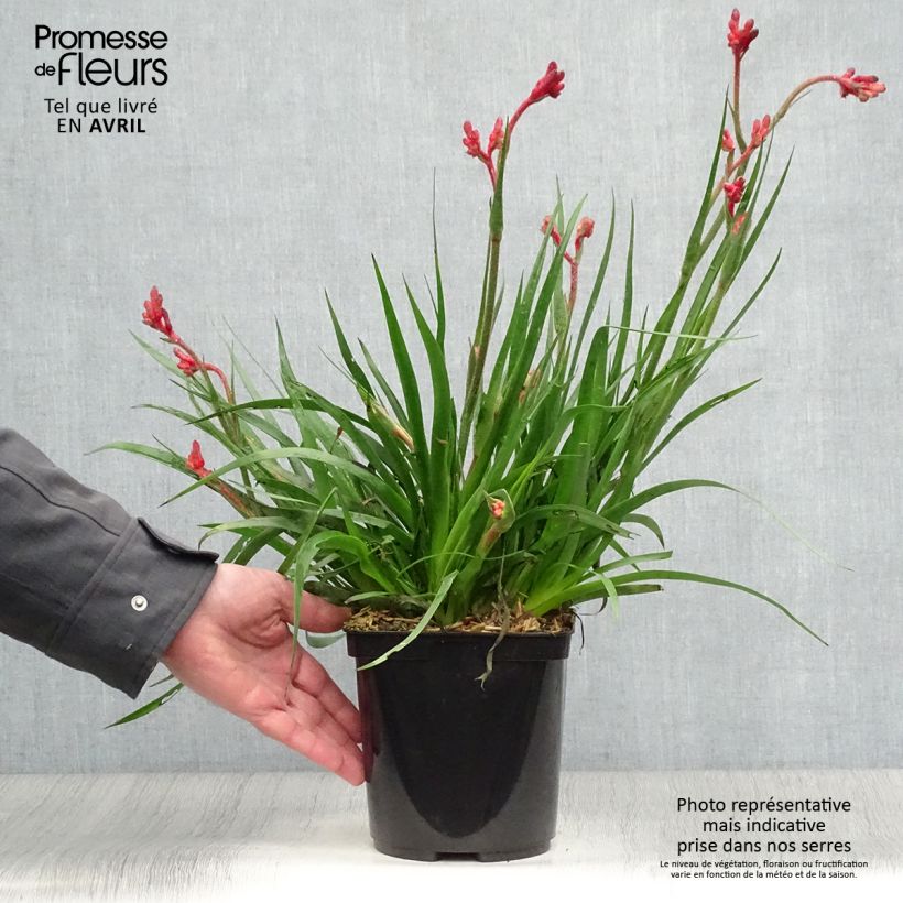 Exemplaar van Anigozanthos Bush Inferno - Kangoeroepoot Pot van 3 l/4 l zoals geleverd in de lente