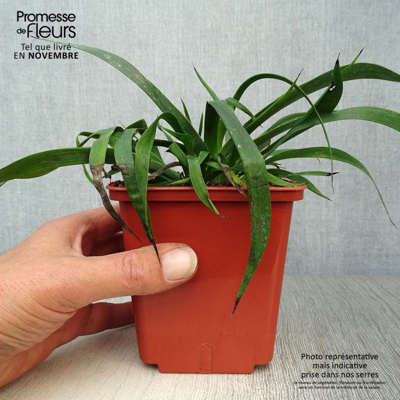 Exemplaar van Anigozanthos Bush Inferno - Kangoeroepoot Pot van 1 l/1,5 l zoals geleverd in de herfst