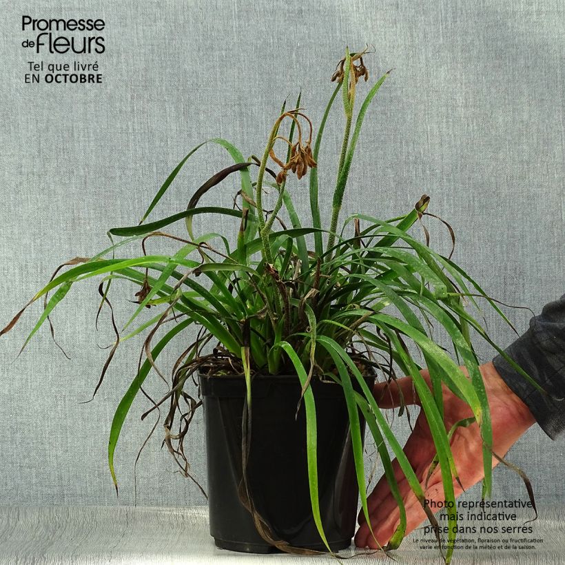 Exemplaar van Anigozanthos Bush Inferno - Kangoeroepoot Pot van 3 l/4 l zoals geleverd in de herfst