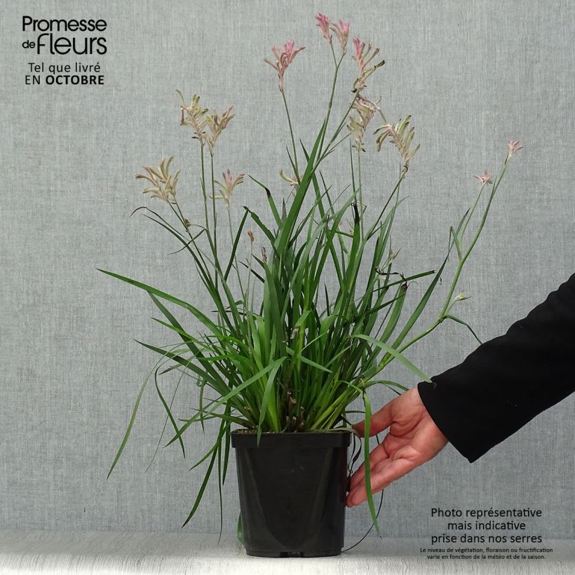 Exemplaar van Anigozanthos Bush Pearl - Kangoeroepoot Pot van 2 l/3 l zoals geleverd in de herfst