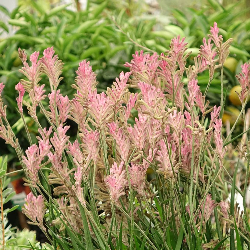 Anigozanthos Bush Pearl - Kangoeroepoot (Groeiplaats)