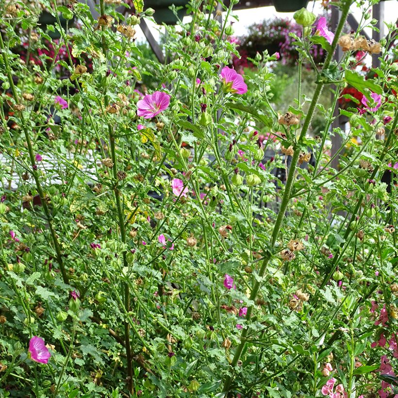 Anisodontea Lady in Pink - Kaapse malva (Groeiplaats)