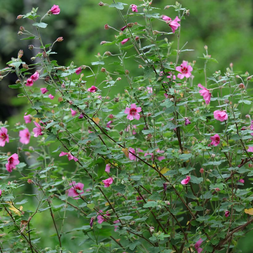 Anisodontea capensis El Rayo - Kaapse malva (Groeiplaats)
