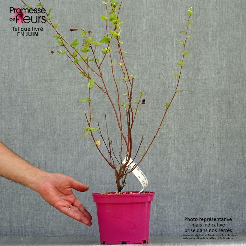 Exemplaar van Anisodontea capensis El Rayo - Kaapse malva Pot van 3 l/4 l zoals geleverd in de zomer