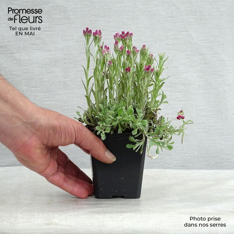 Exemplaar van Antennaria dioica Rubra - Rozenkransje Kweekpotje van 8/9 cm zoals geleverd in de lente