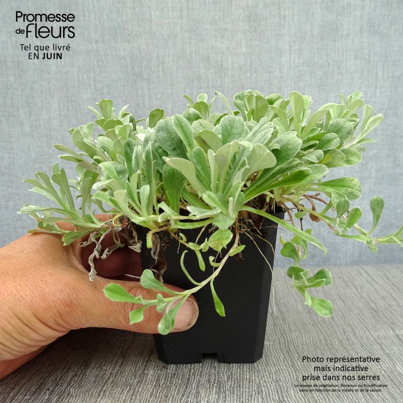 Exemplaar van Antennaria dioica Rubra - Rozenkransje Kweekpotje van 8/9 cm zoals geleverd in de zomer