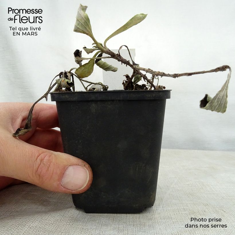 Exemplaar van Antennaria plantaginifolia - Rozenkransje Kweekpotje van 8/9 cm zoals geleverd in de lente