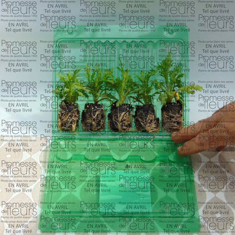 Voorbeeld van een exemplaar van Argyranthemum frutescens Butterfly Yellow - Struikmargriet Mini-mot Ø 3/4 cm zoals geleverd