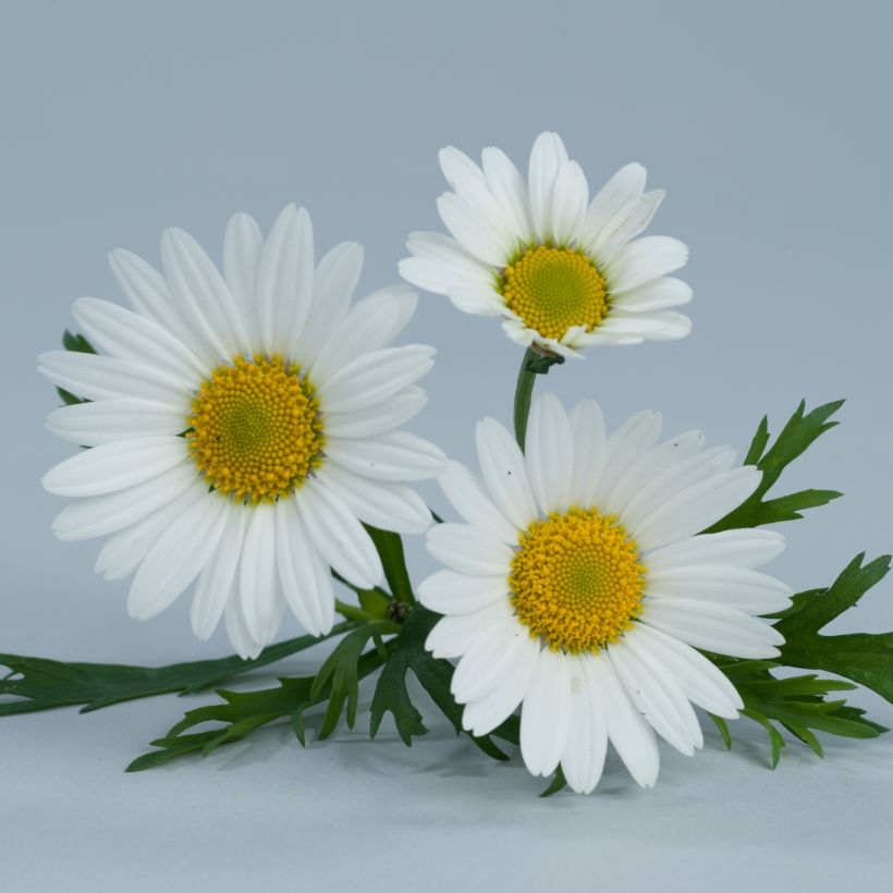 Argyranthemum frutescens Everest White - Struikmargriet wit (Bloei)