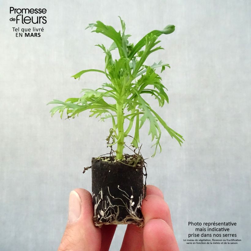 Exemplaar van Argyranthemum frutescens Everest White - Struikmargriet wit Mini-mot Ø 3/4 cm zoals geleverd in de lente