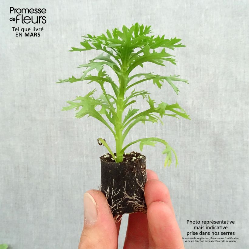 Exemplaar van Argyranthemum Grandaisy Gold - Struikmargriet Mini-mot Ø 3/4 cm zoals geleverd in de lente