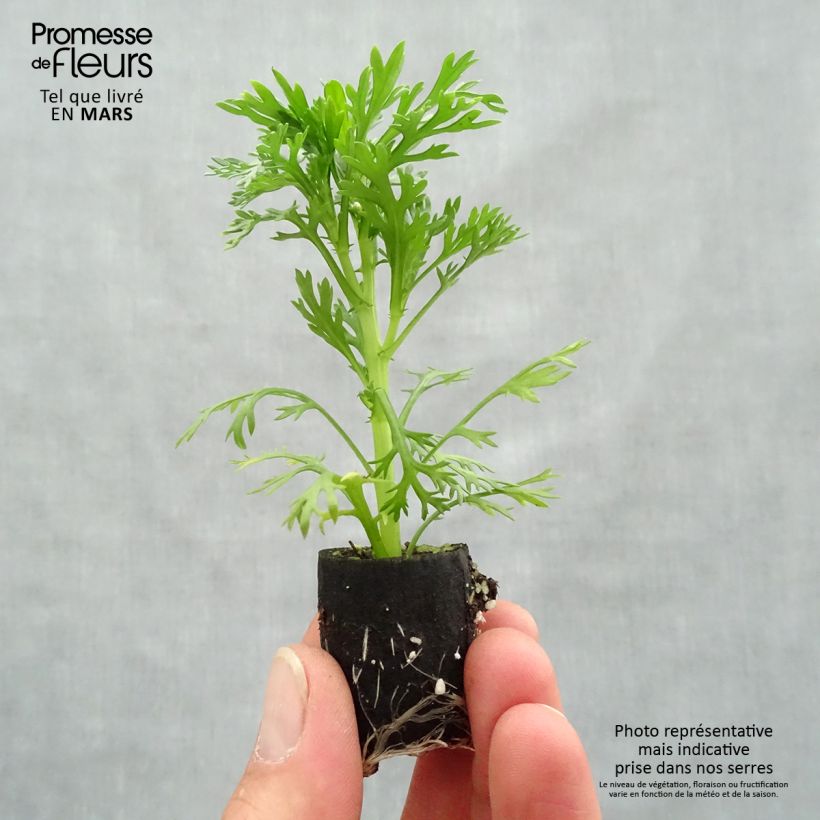 Exemplaar van Argyranthemum Grandaisy Pink Tourmaline - Struikmargriet Mini-mot Ø 3/4 cm zoals geleverd in de lente