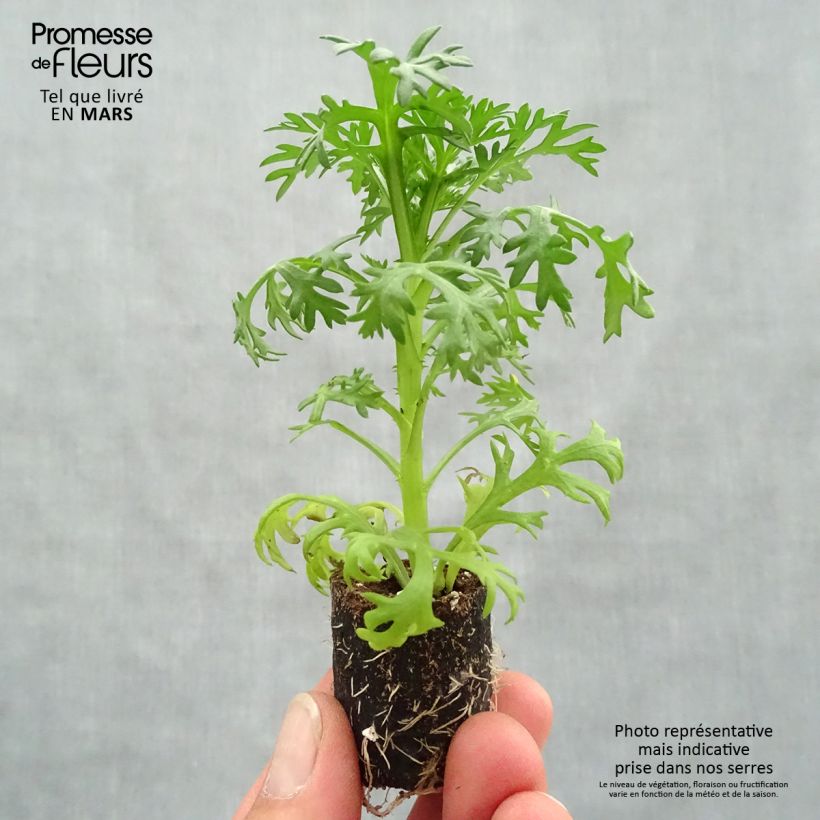 Exemplaar van Argyranthemum Grandaisy Ruby - Struikmargriet Mini-mot Ø 3/4 cm zoals geleverd in de lente