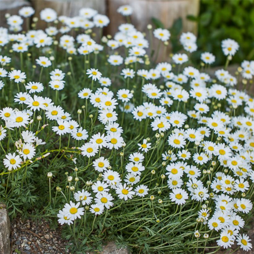 Anthemis carpatica Karpatenschnee - Schubkamille (Bloei)