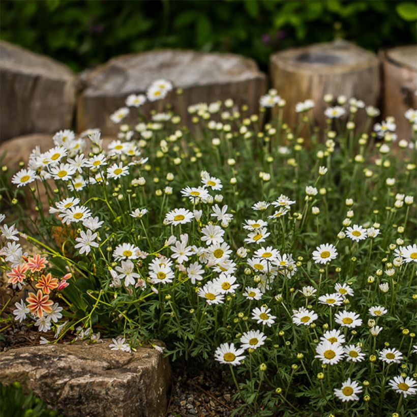 Anthemis carpatica Karpatenschnee - Schubkamille (Groeiplaats)