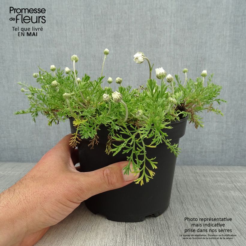 Exemplaar van Anthemis carpatica Karpatenschnee - Schubkamille Pot van 2 l/3 l zoals geleverd in de lente