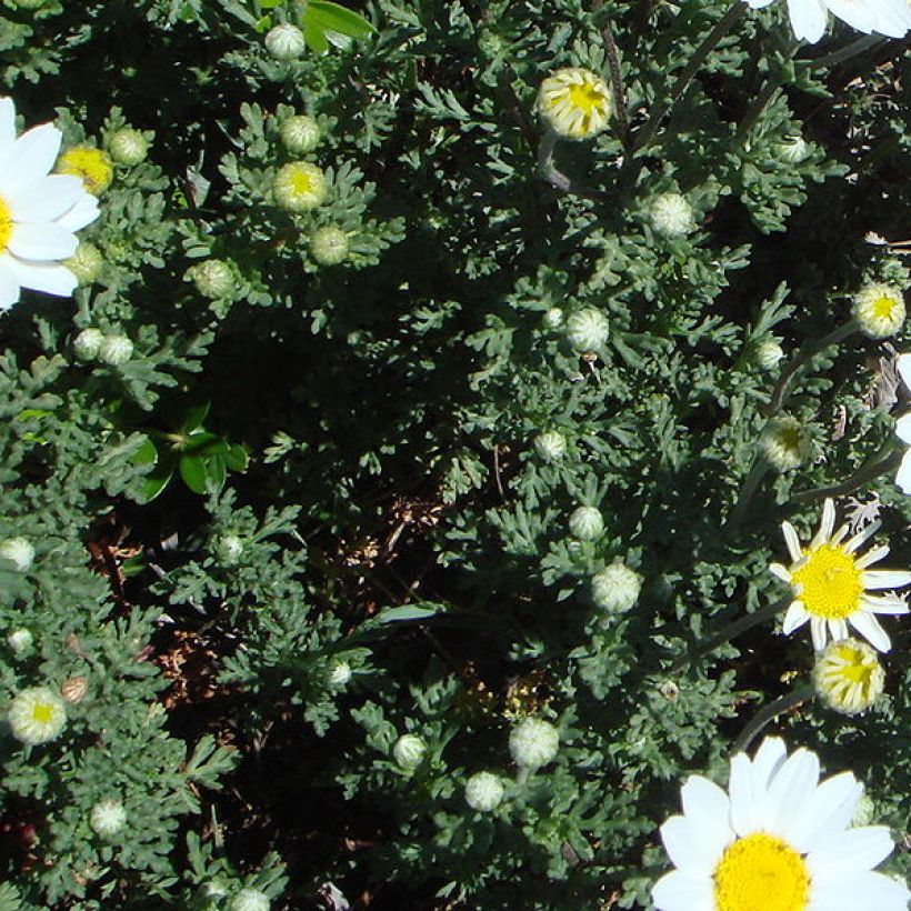 Anthemis punctata subsp. cupaniana - Schubkamille (Blad)