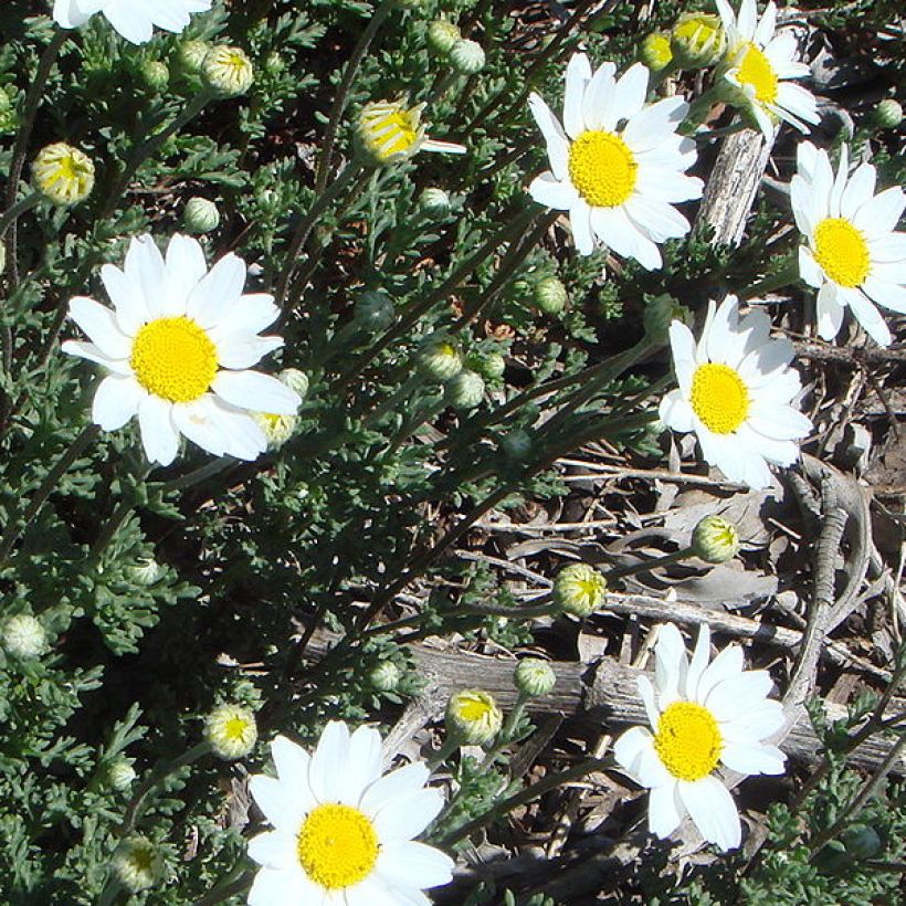 Anthemis punctata subsp. cupaniana - Schubkamille (Groeiplaats)