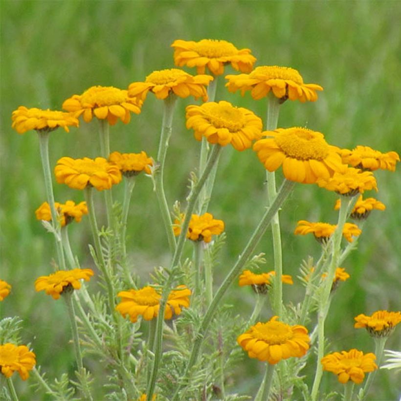 Anthemis sancti-johannis - Oranje kamille (Bloei)