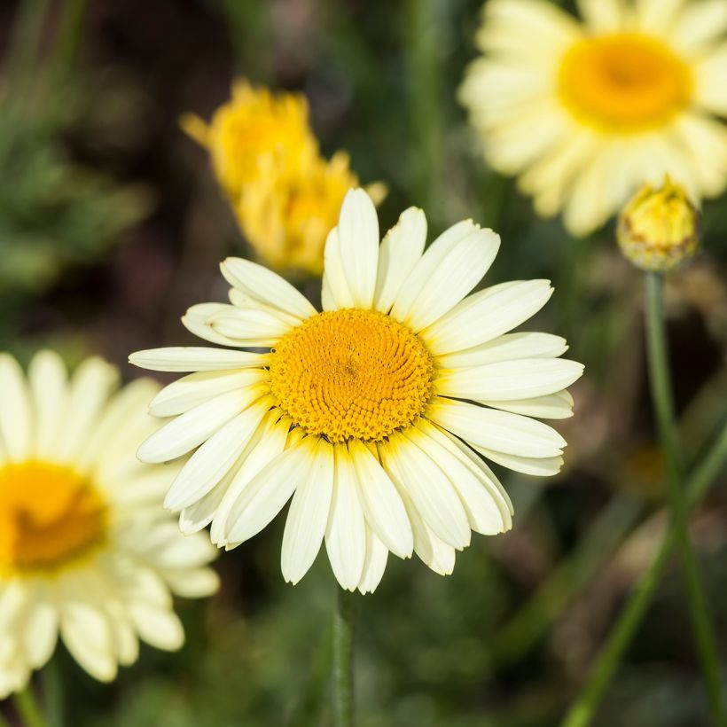 Anthemis tinctoria E.C. Buxton - Gele kamille (Bloei)