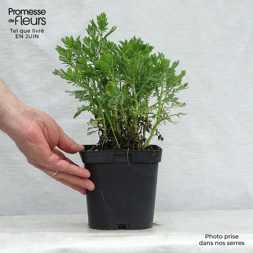 Exemplaar van Anthemis tinctoria E.C. Buxton - Gele kamille Pot van 2 l/3 l zoals geleverd in de zomer