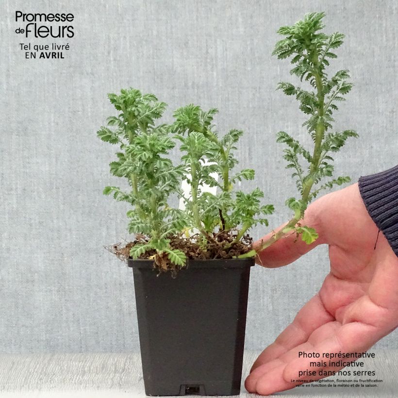 Exemplaar van Anthemis tinctoria E.C. Buxton - Gele kamille Kweekpotje van 8/9 cm zoals geleverd in de lente