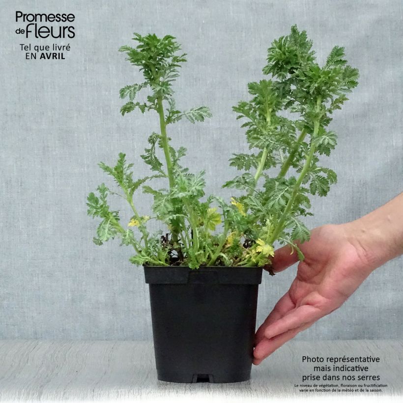 Exemplaar van Anthemis tinctoria E.C. Buxton - Gele kamille Pot van 2 l/3 l zoals geleverd in de lente