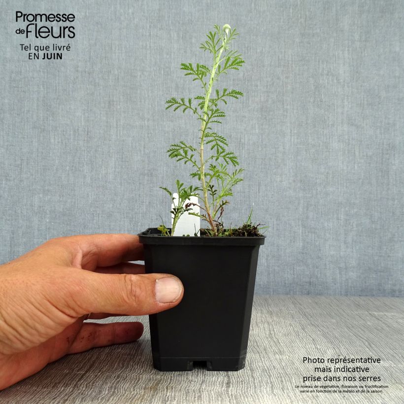 Exemplaar van Anthemis tinctoria Kelwayi - Gele kamille Kweekpotje van 8/9 cm zoals geleverd in de zomer