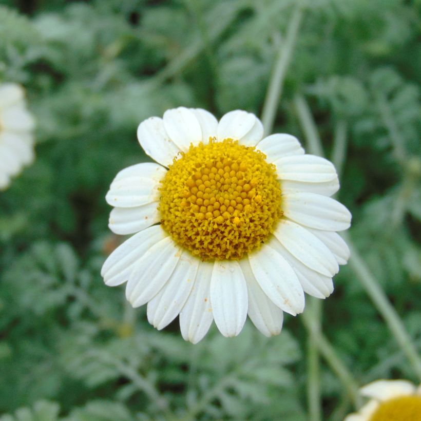 Anthemis tinctoria Sauce Hollandaise - Gele kamille (Bloei)