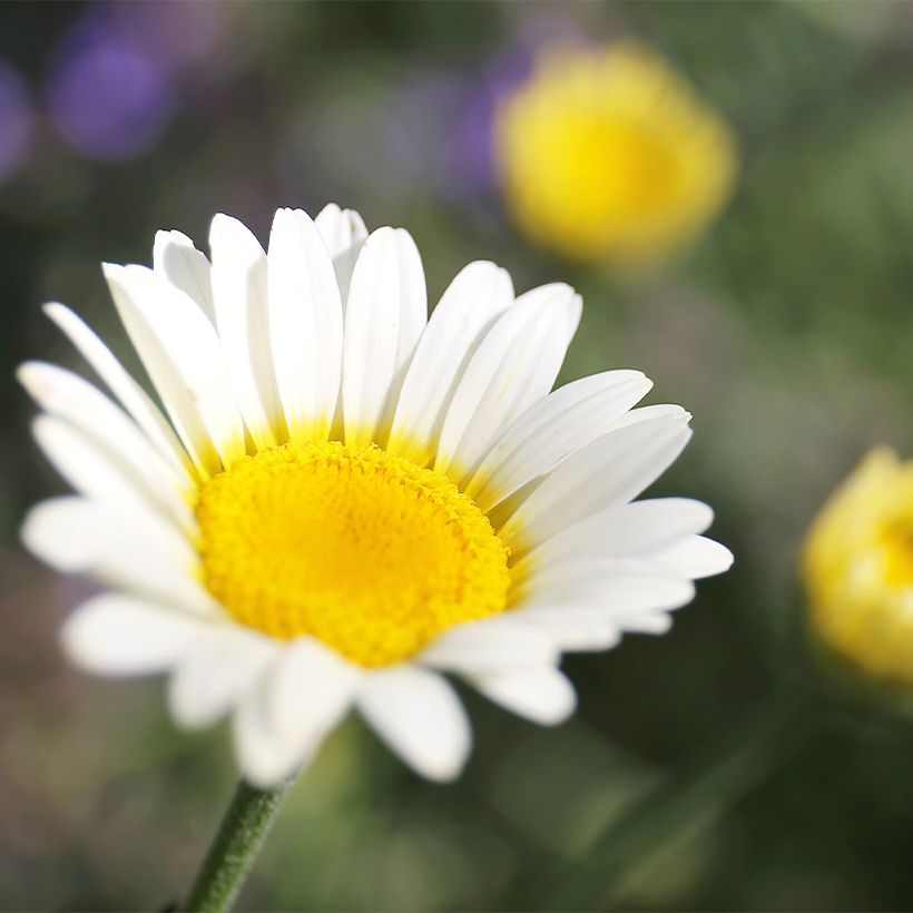 Anthemis tinctoria Sauce Hollandaise - Gele kamille (Bloei)