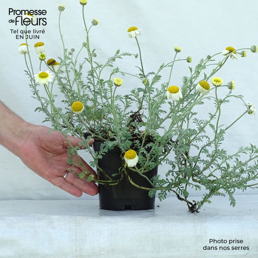 Exemplaar van Anthemis tinctoria Sauce Hollandaise - Gele kamille Pot van 2 l/3 l zoals geleverd in de zomer
