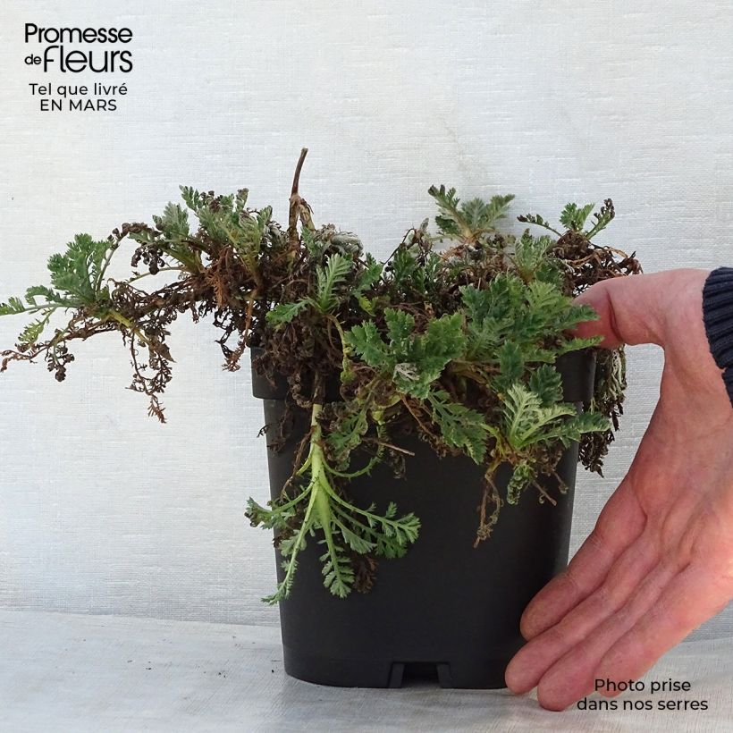 Exemplaar van Anthemis tinctoria Sauce Hollandaise - Gele kamille Pot van 2 l/3 l zoals geleverd in de lente