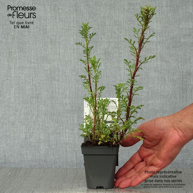 Exemplaar van Anthemis tinctoria Wargrave Variety - Gele kamille Kweekpotje van 8/9 cm zoals geleverd in de lente