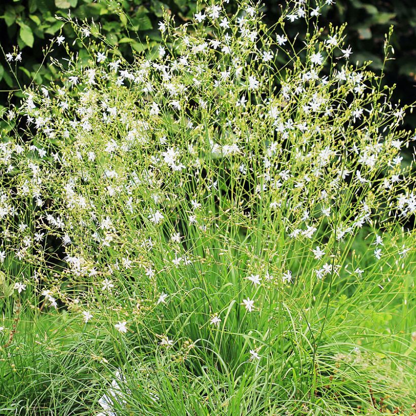 Anthericum ramosum - Vertakte graslelie (Groeiplaats)