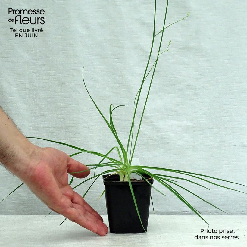 Exemplaar van Anthericum ramosum - Vertakte graslelie Kweekpotje van 8/9 cm zoals geleverd in de zomer