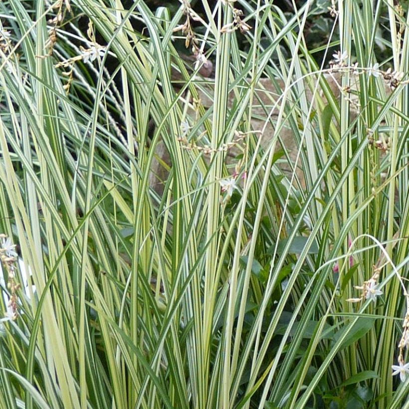 Anthericum saundersiae Starlight - Graslelie (Blad)