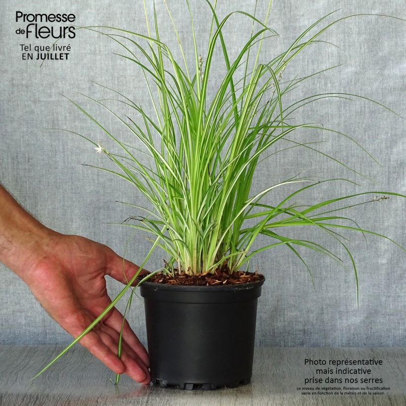 Exemplaar van Anthericum saundersiae Starlight - Graslelie Pot van 1,5 l/2 l zoals geleverd in de zomer