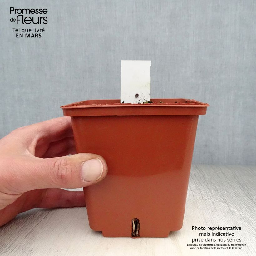 Exemplaar van Anthericum saundersiae Starlight - Graslelie Kweekpotje van 8/9 cm zoals geleverd in de lente