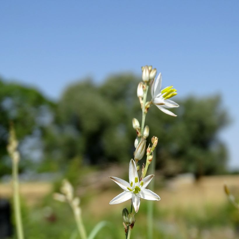 Anthericum saundersiae Starlight - Graslelie (Bloei)