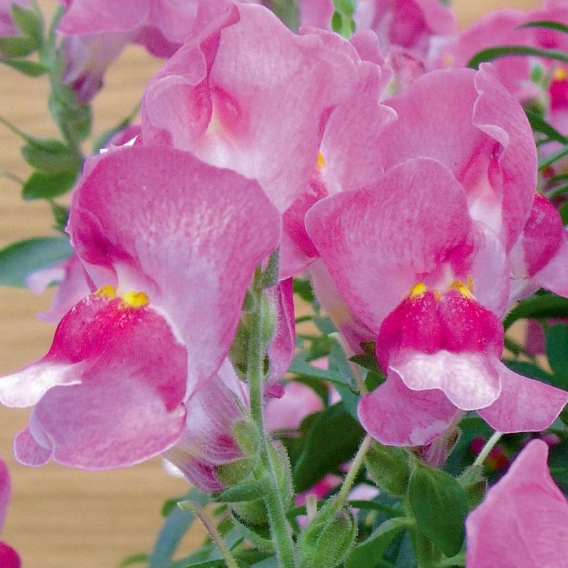 Leeuwenbek Fruit Salad Up Purple - Antirrhinum (Flowering)