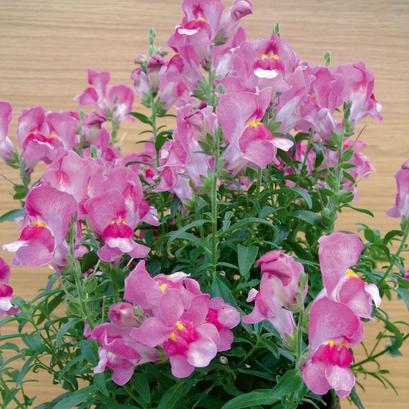 Leeuwenbek Fruit Salad Up Purple - Antirrhinum (Plant habit)
