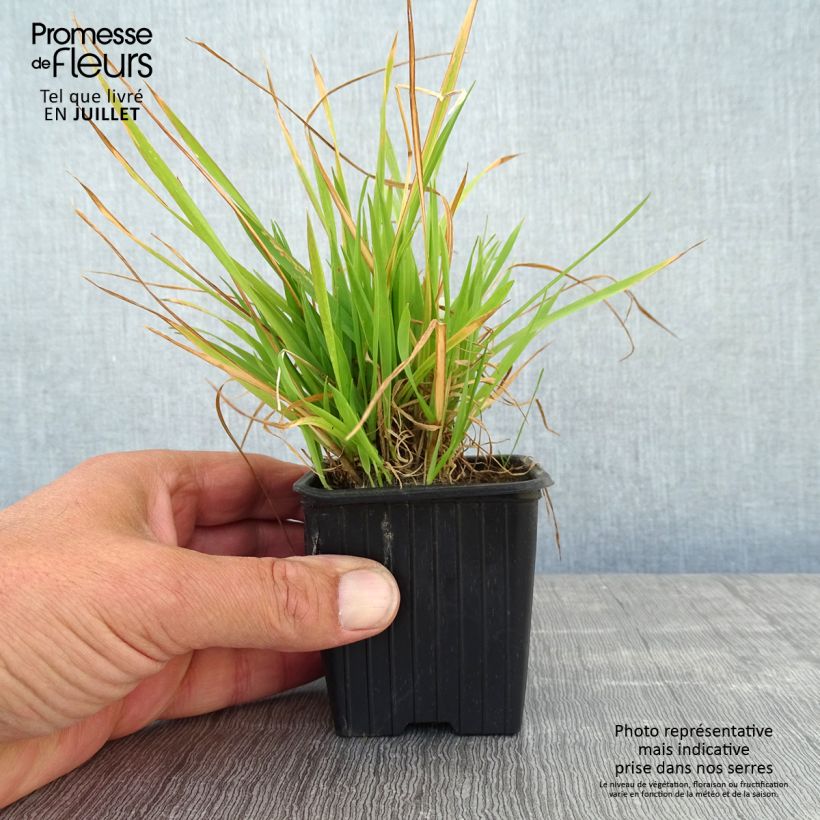 Exemplaar van Anthoxanthum odoratum - Gewoon reukgras Kweekpotje van 8/9 cm zoals geleverd in de zomer